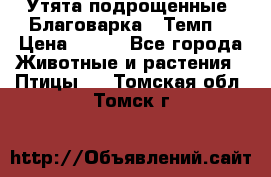 Утята подрощенные “Благоварка“,“Темп“ › Цена ­ 100 - Все города Животные и растения » Птицы   . Томская обл.,Томск г.